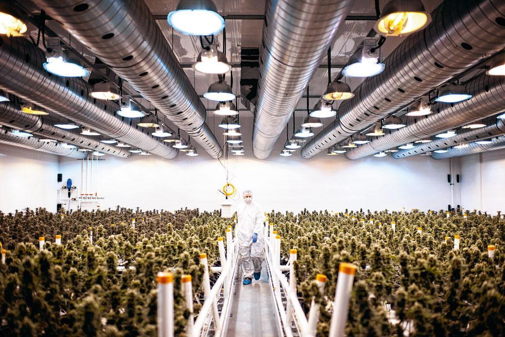 In Canada en de VS is cannabis big bussiness. In de Amerikaanse staat Colorado leverde de legalisering 25.000 nieuwe jobs en 637 miljoen dollar aan belastinginkomsten op.