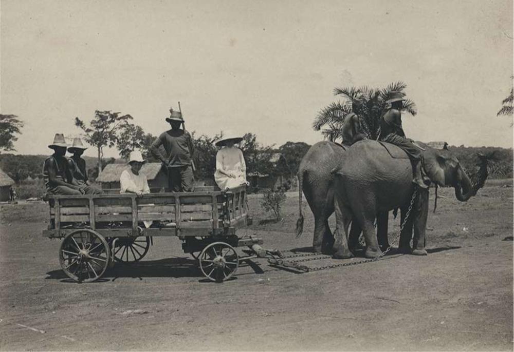 In Api leerden olifanten onder andere karren voorttrekken.