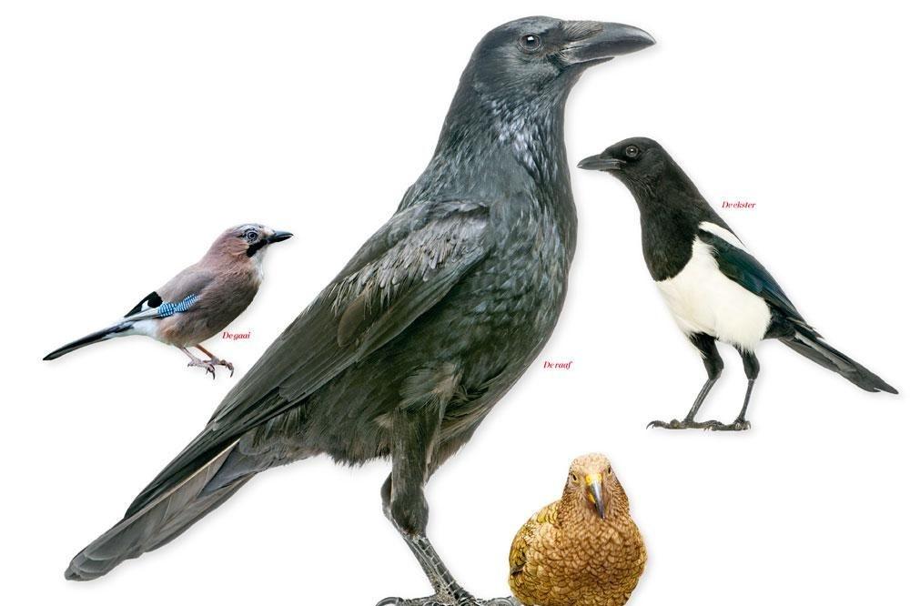 De slimste vogels ter wereld: raven die vooruitplannen en andere hoogvliegers