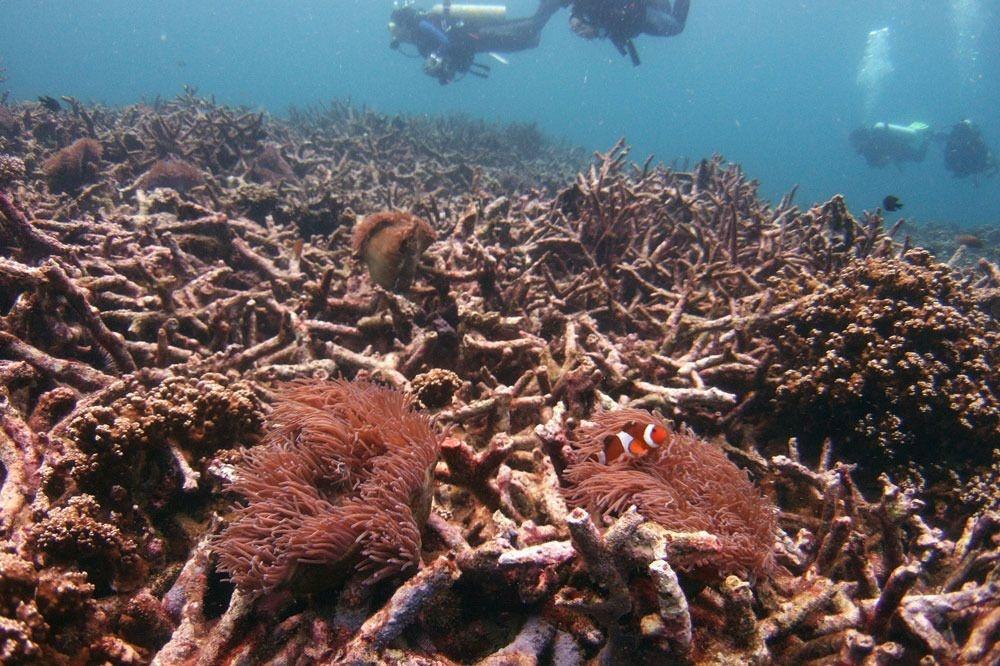 Duikers zwemmen boven een dood koraalrif 