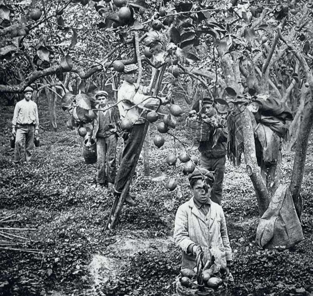 Citroenoogst in een boomgaard bij Palermo. Van de lucratieve handel in citrusvruchten wilde ook de maffia meeprofiteren.