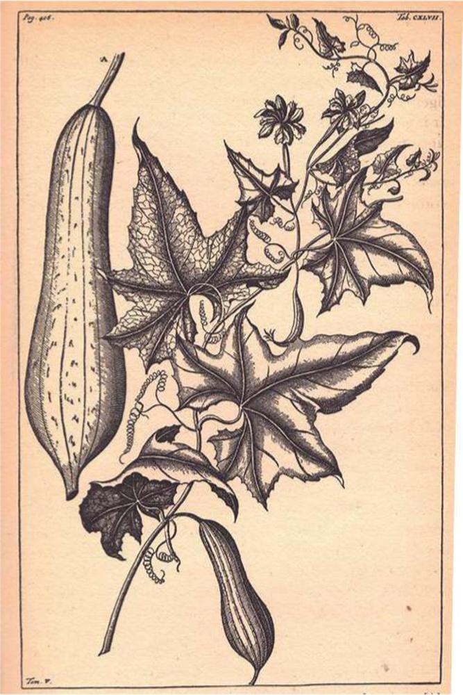 De petola, een Ambonese wilde komkommersoort, werd met klappermelk bereid en bij vis gegeten, getekend door Rumphius zelf.
