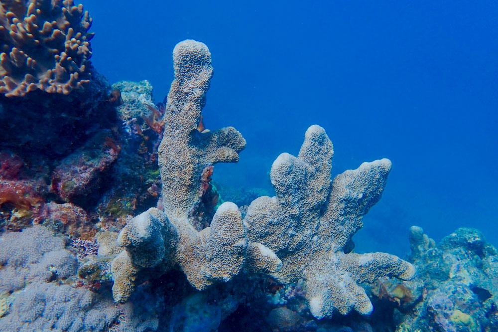 Het Australische Great Barrier Reef is dan toch (nog) niet dood