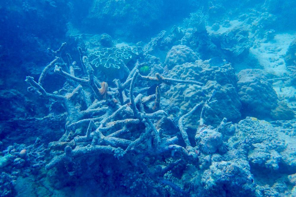Het Australische Great Barrier Reef is dan toch (nog) niet dood