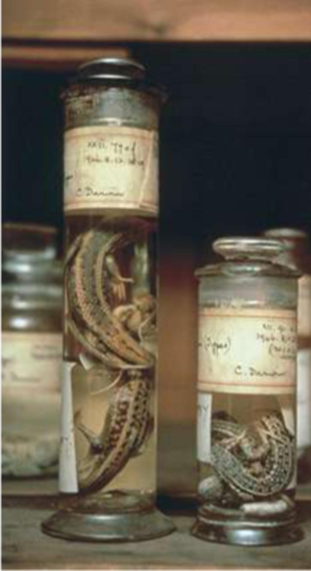 Hagedissen op sterk water die Darwin tijdens zijn reizen met de Beagle vond, conserveerde en zich nu in het Natural History Museum in Londen bevinden. (Foto uit besproken boek)