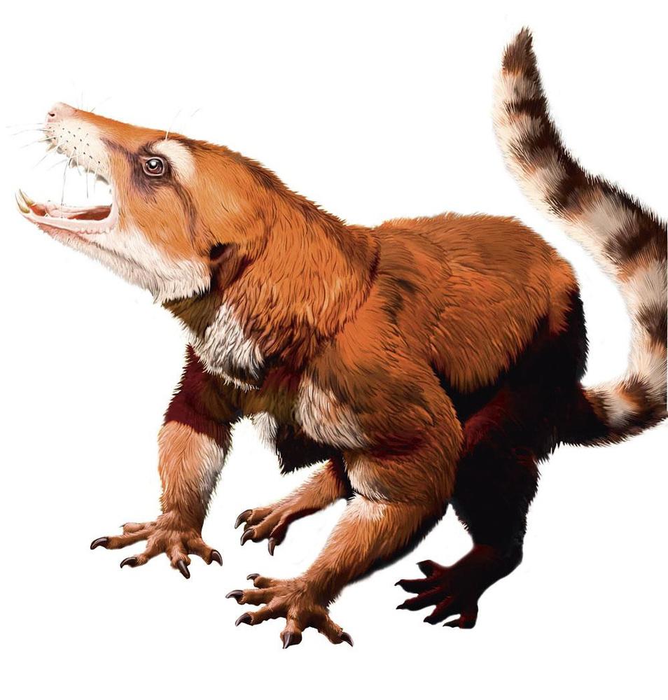 Kayentatherium Het dier had kenmerken van een zoogdier, maar plantte zich voort als een reptiel.