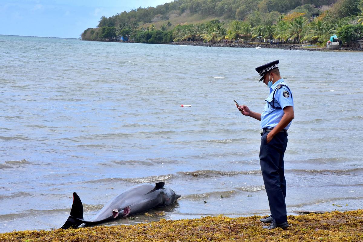 Een agent trekt een foto van een aangespoelde dolfijn