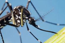 Biodiversiteit: gaan we naar een wereld vol muggen, kakkerlakken en buxusmotten?