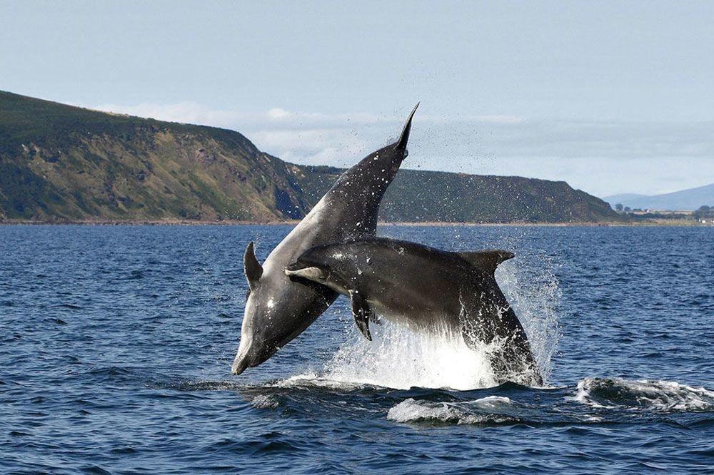 Dolfijnen zwemmen het voedsel achterna en dat is tegenwoordig steeds noordelijker, naar koudere wateren. 