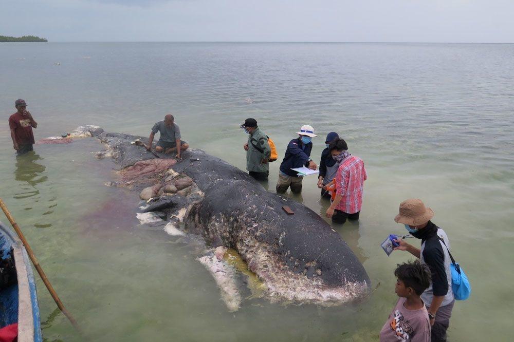 Een gestrande walvis met plastic in zijn maag in Wakatobi, Indonesië, 19 november 2018.