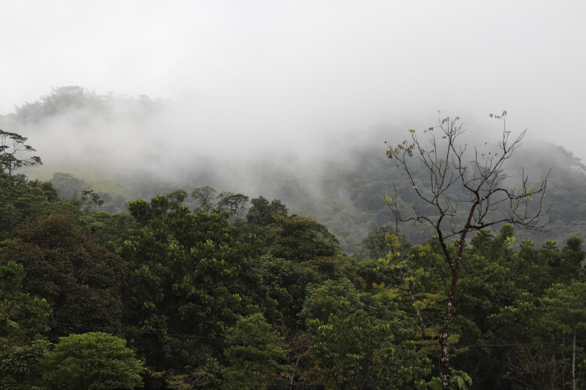 Regenwoud in Caqueta.