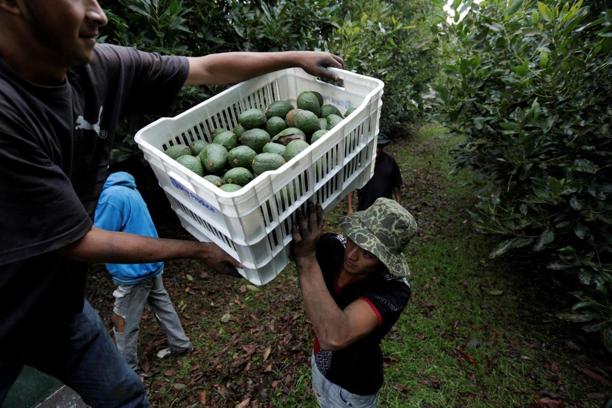 In de Mexicaanse deelstaat Michoacán wordt met avocado's veel geld verdiend. 