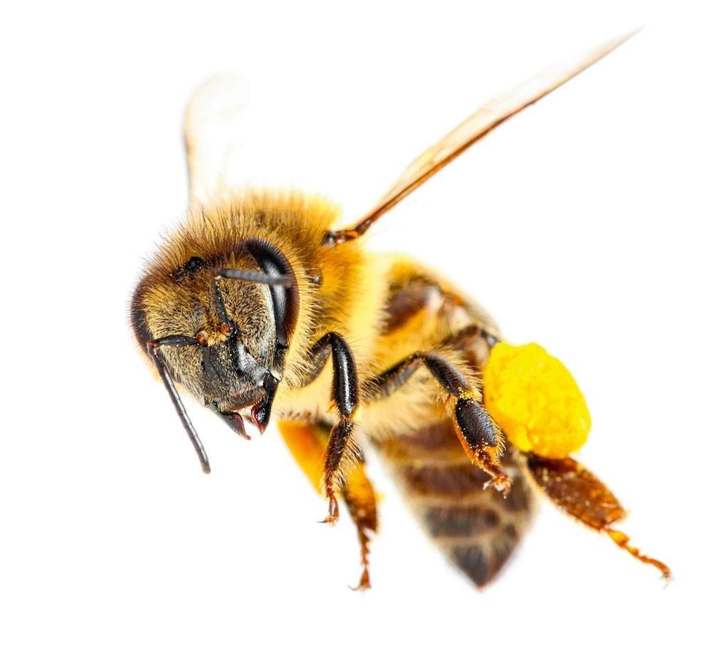 De Belgische wetgeving rond de zuiverheid van honing is nog altijd te laks.