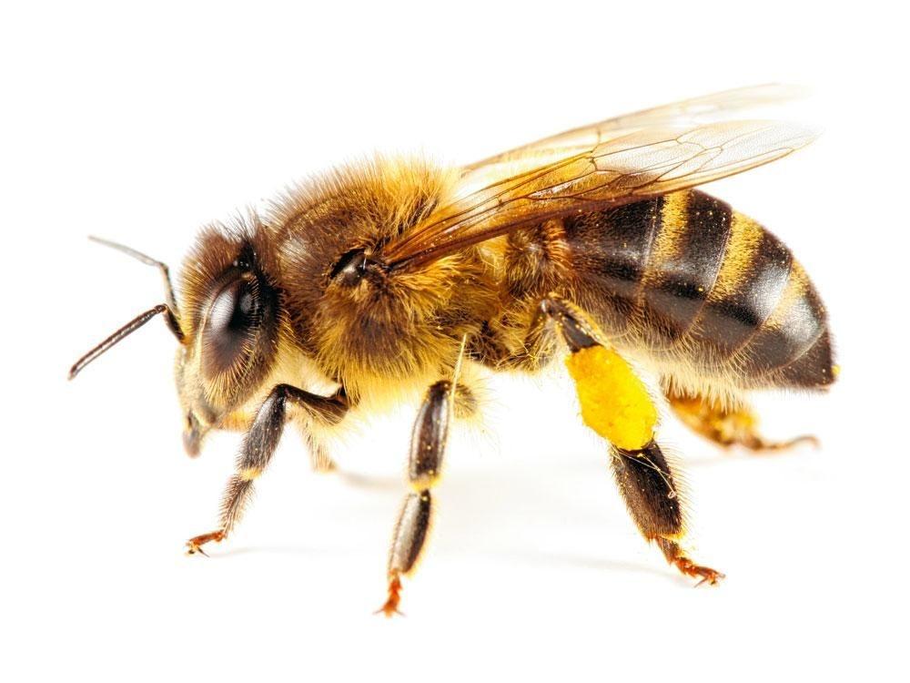 Voedselfraude: tot de helft van onze honing is vervalst