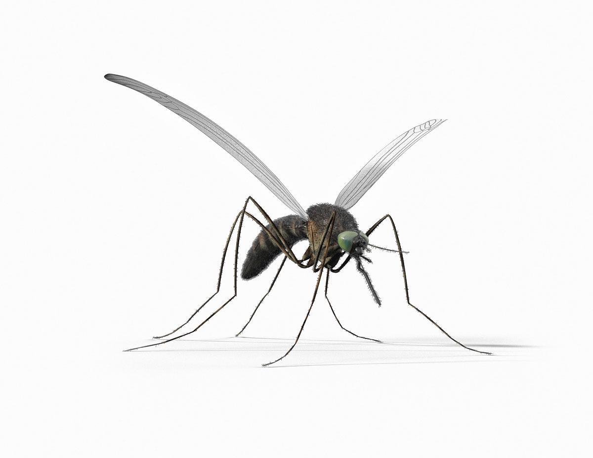 Wetenschappers ontdekten in duizend insectensoorten honderden nog onbekende virussen.