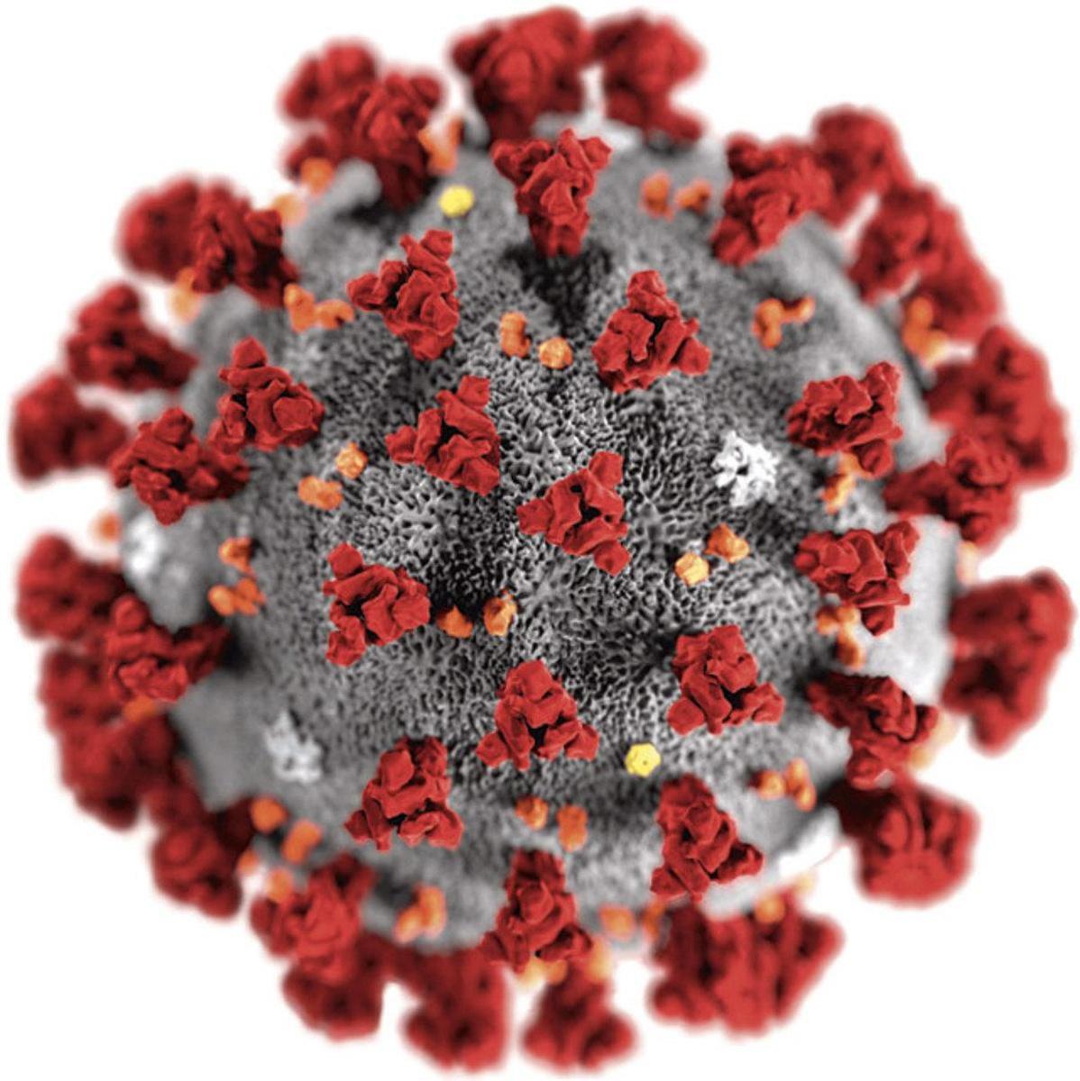 De strijd tegen het coronavirus: 'Een massale klopjacht op vleermuizen heeft geen zin'