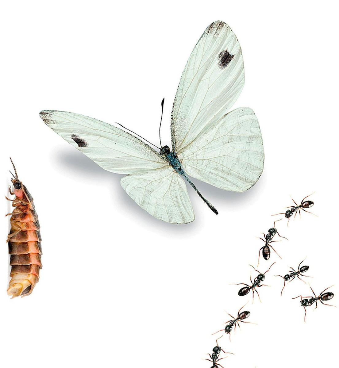 Biodiversiteit: insecten sterven 8 keer sneller uit dan vogels of zoogdieren