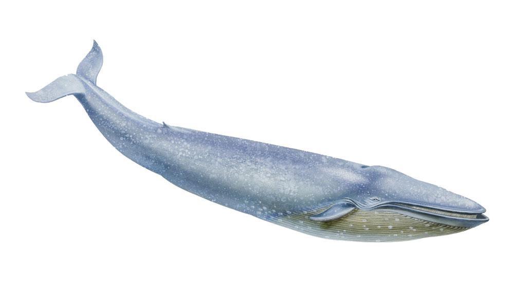 De bizarre evolutie van de walvis: hoe een hertje een zeereus kon worden
