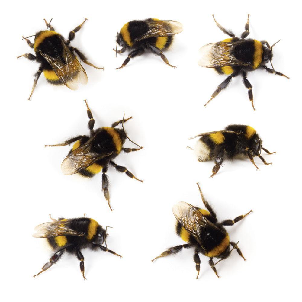 Beestenboel: hommels ontsnappen niet aan het parasietenverhaal