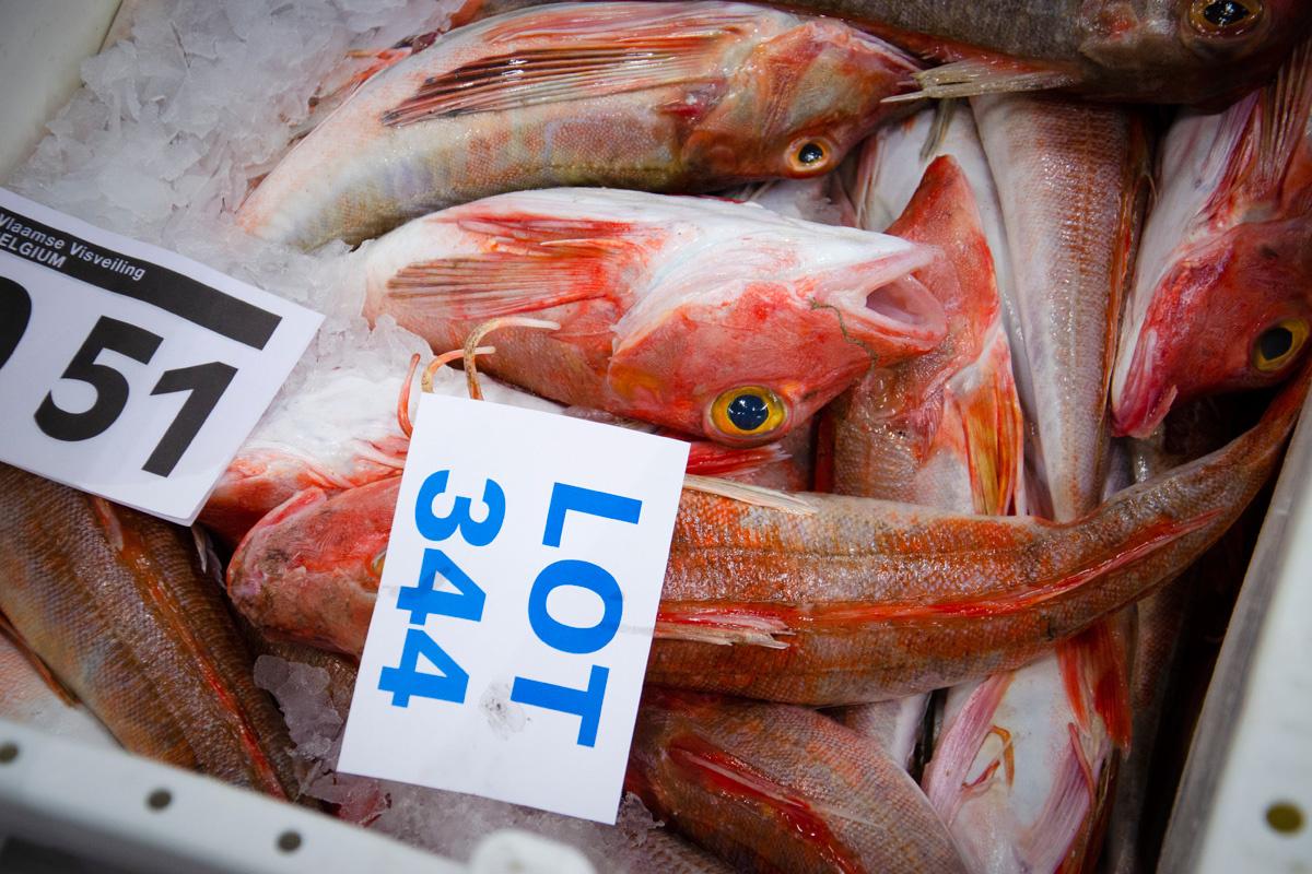 Een lot rode poon wordt verkocht op Visveiling in Zeebrugge