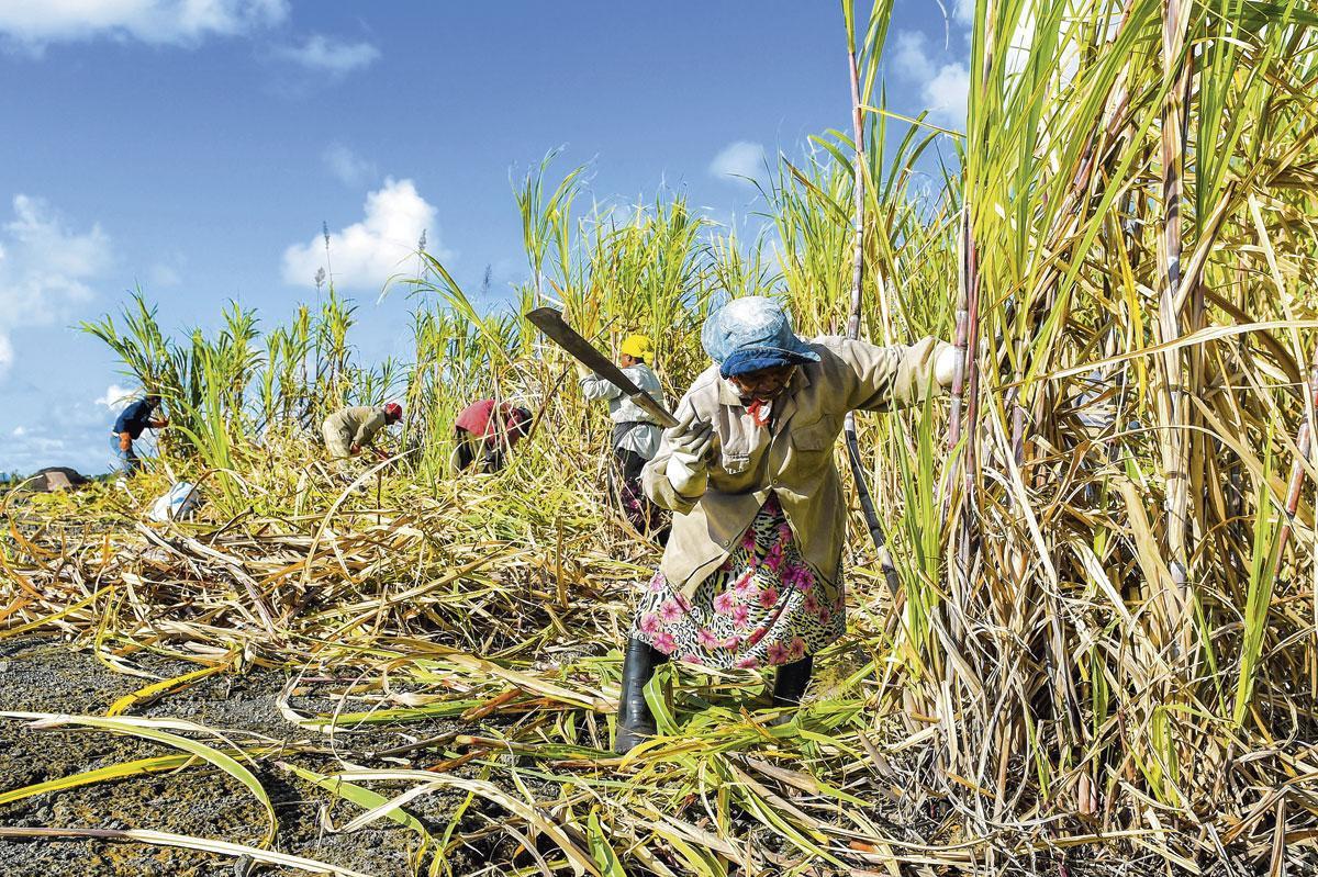 Bij zijn onafhankelijkheid was Mauritius weinig meer dan een suikerrietplantage. Vandaag is het een voorbeeld voor de VS.