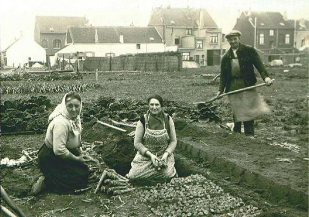 Rechtboven: Grondwitlofteelt op de Geuzenberg, nu gelegen in de gemeente Evere, onderdeel van het Brussels Hoofdstedelijk Gewest. Aan de Leekaertsstraat probeert het witlofmuseum de herinnering levend te houden. De gemeente Kampenhout voorziet voor 2020 de heropening van het witloofmuseum in een oude boerderij.