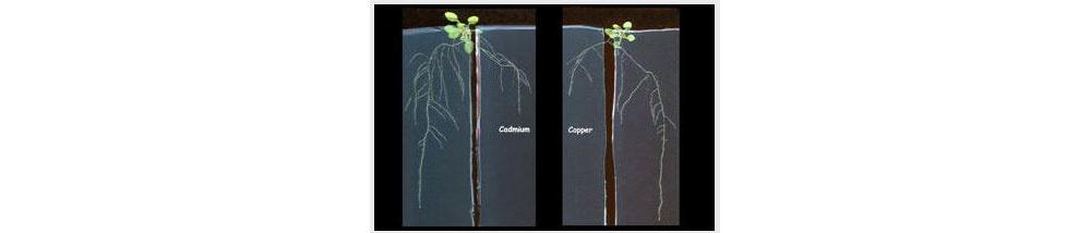 Een deel van de wortel van een jonge plantje wordt in normale voedingsbodem gebracht en in een voedingsbodem waar extra cadmium of koper in zit (resp. rechts en links). De groei werd opgevolgd gedurende 1 week.