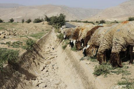In Palestina grazen enkele schapen naast een uitgedroogde beek waar ooit fris water doorstroomde.