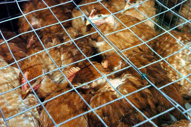 Factchecker: 'Kippen zijn de slechtst behandelde dieren ter wereld'