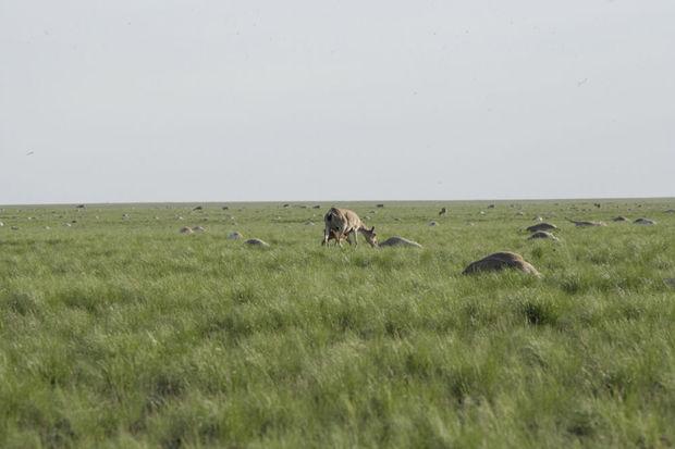 De steppe van Kazachstan ligt bezaaid met kadavers