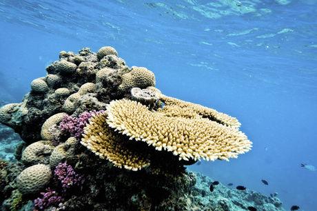 Groot Barrièrerif, 's werelds grootste koraalrif