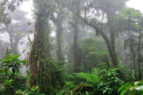 Het natuurpark Monteverde in Costa Rica