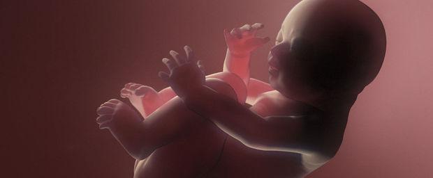 'In het prenatale leven wordt al bepaald of je later vet opstapelt rond heupen of buik'