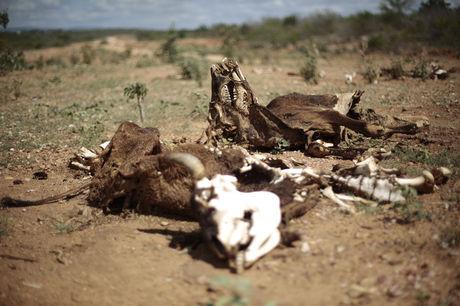 Karkassen van koeien die slachtoffer werden van een lange droogte in Brazilië liggen op de dorre grond.