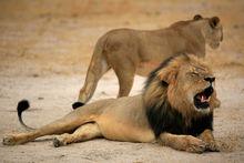 Cecil was een van de bekendste leeuwen van Zimbabwe.