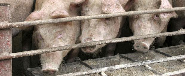 'Wanneer gaan de boeren beseffen dat ze niet langer almachtig zijn?'