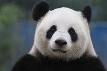 Chinese president Xi Jinping bezoekt in België panda's, Volvo Gent en Brugge