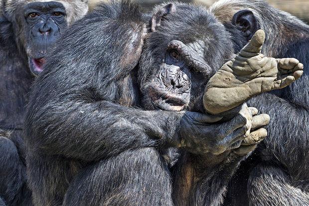 Moeten chimpansees 'mensenrechten' krijgen?