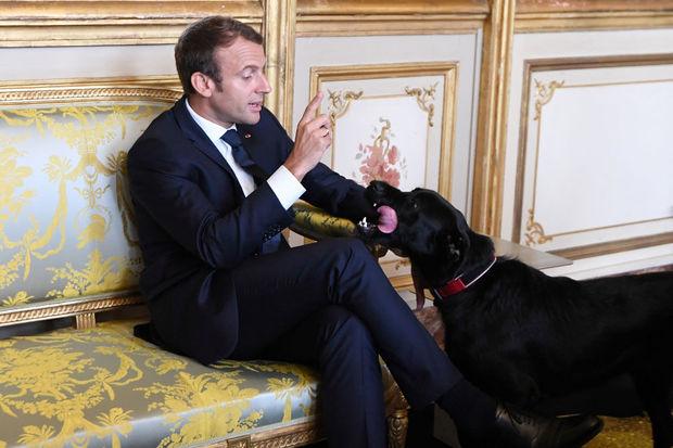 Tijdens een bezoek van de Duitse bondskanselier Angela Merkel aan het Franse Elysée, mag ook Nemo, de hond van Franse president Emmanuel Macron, even zijn kunstjes komen tonen.