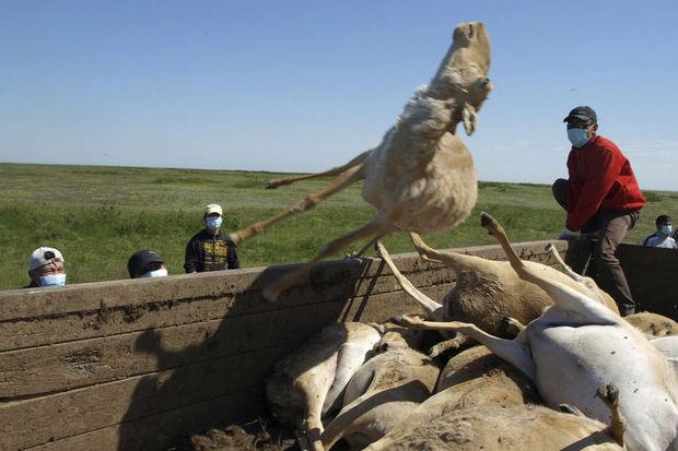 Plotse massasterfte van saiga-antilopen verontrust wetenschappers