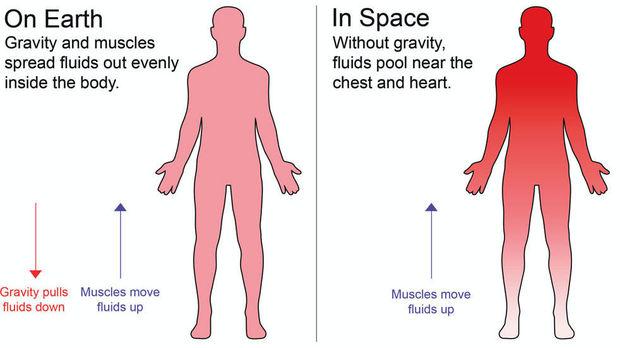 De herverdeling van lichaamsvloeistoffen in de ruimte (rechts luik). Meer rood is een indicatie voor meer vloeistof in dat lichaamsdeel.
