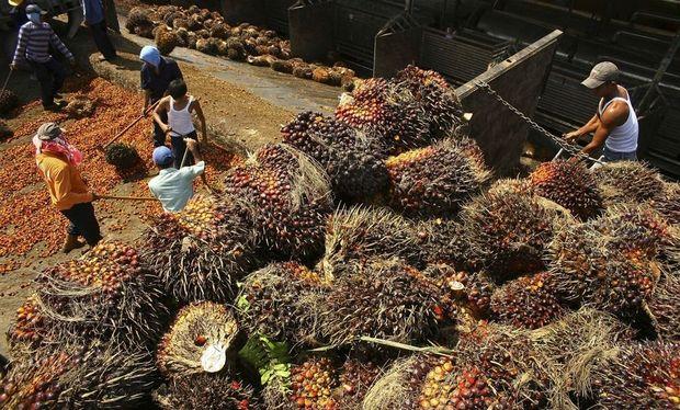 Arbeiders laden palmvruchten af aan een lokale oliefabriek in Sumatra