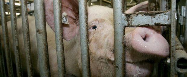 'Moet dichtbebouwde en vervuilde Vlaanderen de varkensschuur zijn van de halve wereld?'