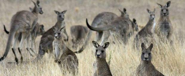 Kangoeroes in de buurt van Canberra