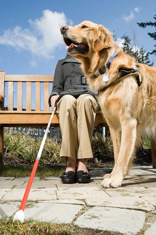 Het dier als hulpverlener: 'Je hond is een personal trainer, een sociale coach en een veiligheidsagent'