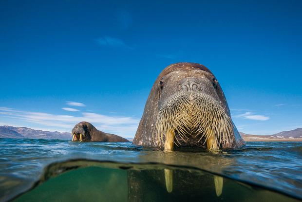 Walrussen. Doordat het ijs verdwijnt, behoren  ze tot de grootste slachtoffers van de klimaatopwarming. 
