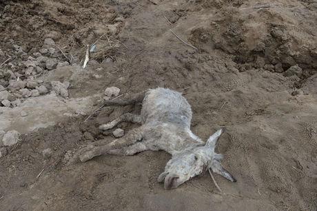 Een dode ezel, gevangen door de modderstroom in een Afghaans dorp.