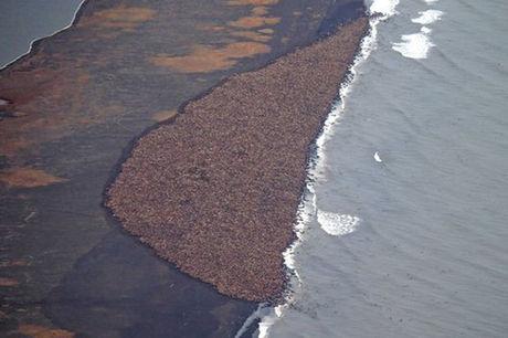 Spectaculaire foto's: 35.000 walrussen komen aan land in Alaska
