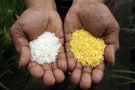Gouden rijst, een rijstplant waaraan genen zijn toegevoegd waardoor ze vitamine A produceert, kan veel kinderen in Azië voor blindheid en een vroege dood behoeden. 