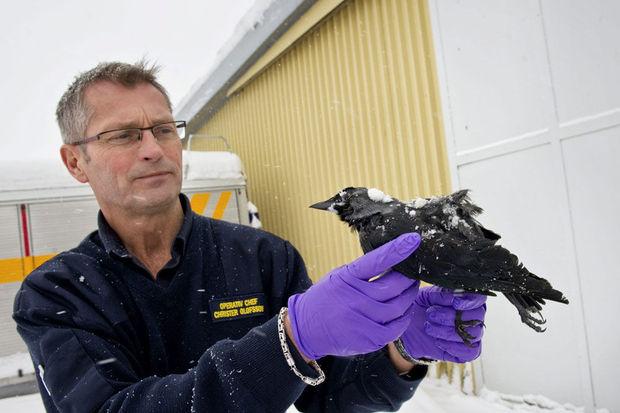 In Zweden vielen dode vogels uit de lucht na het nieuwjaarsvuurwerk. 